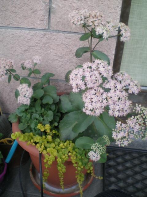 sedum+lysimachia