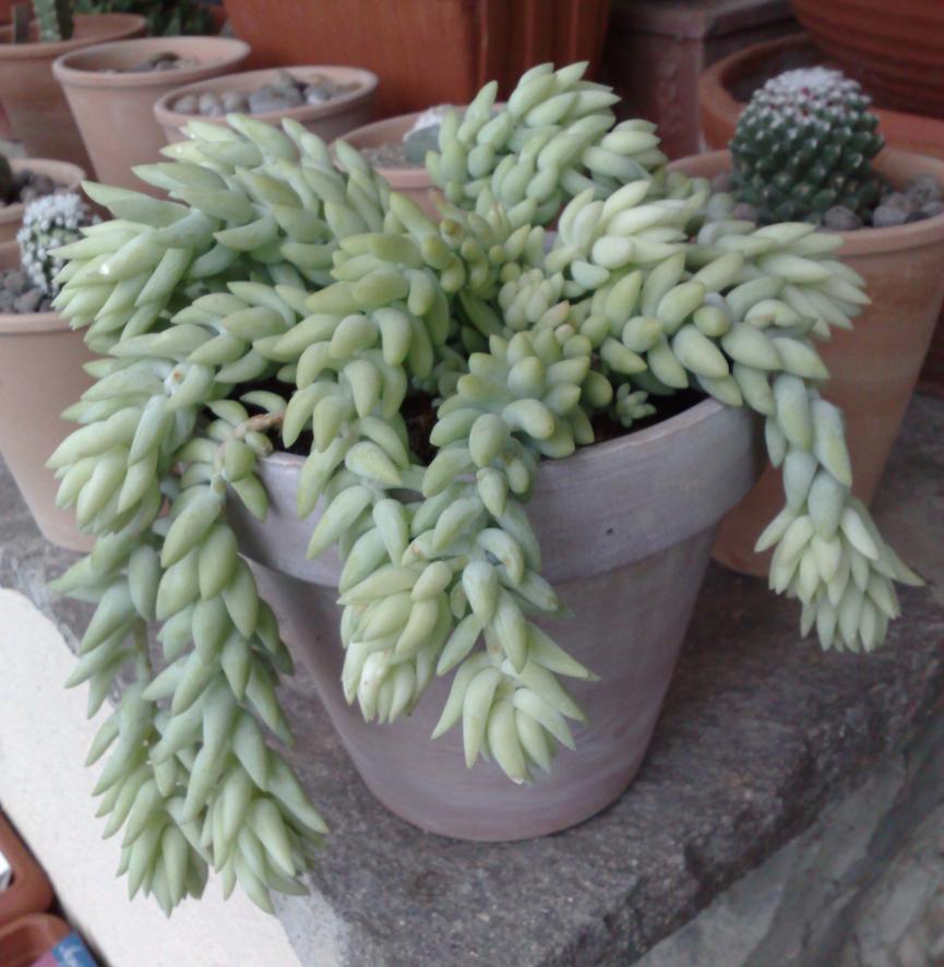 Sedum morganianum