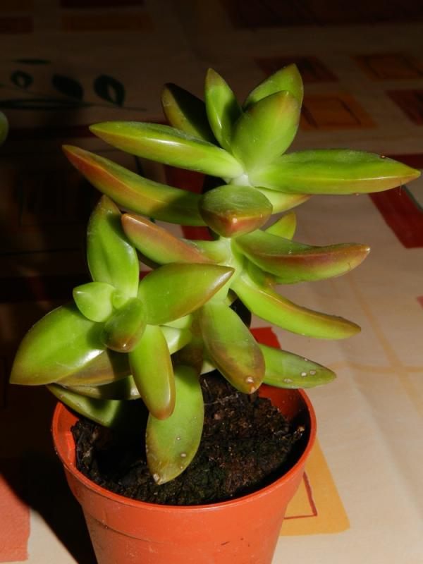 sedum nussbaumerianum