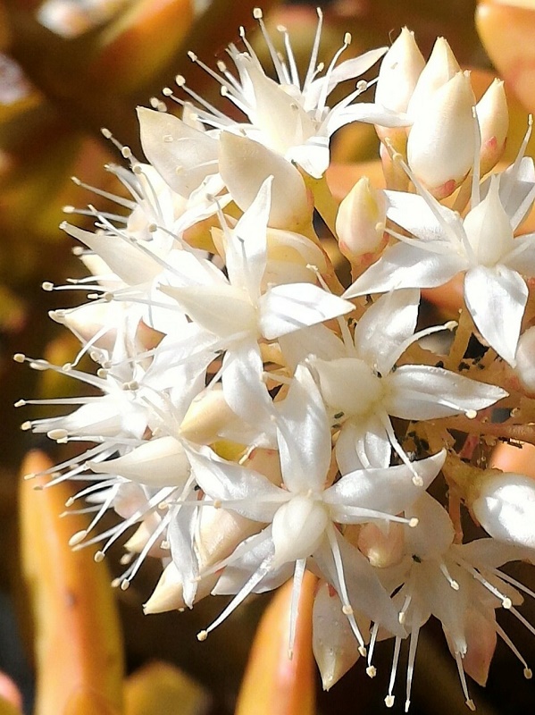 Sedum Nussbaumerianum