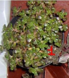 sedum oreganum