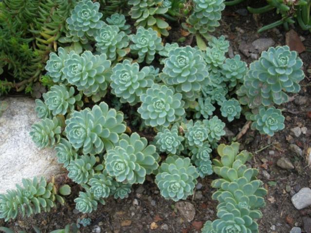 Sedum pachyclados