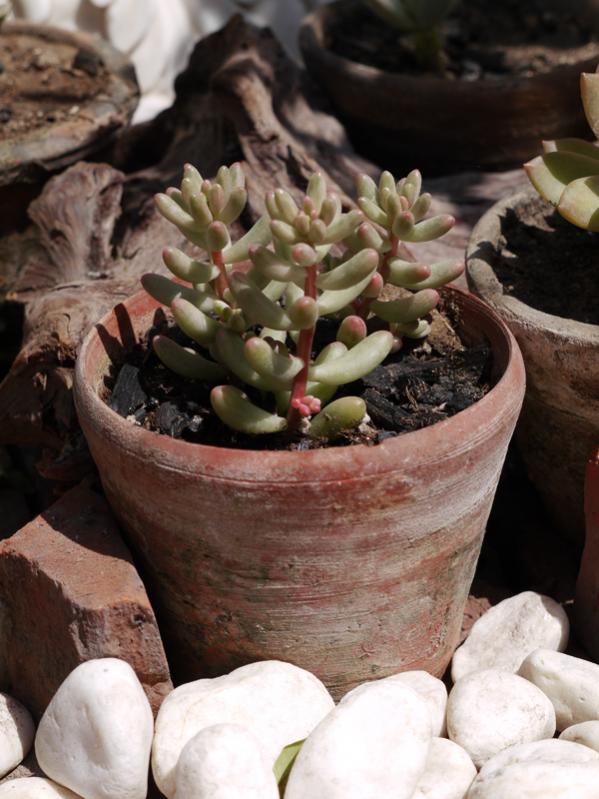 sedum pachyphyllum.