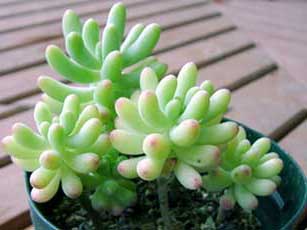 sedum pachyphyllum