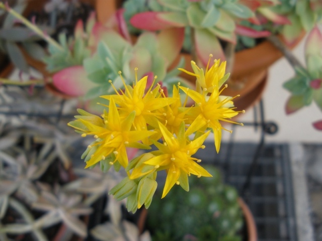 sedum palmeri fiore