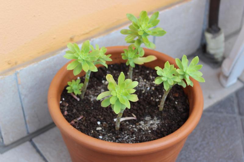 sedum palmeri