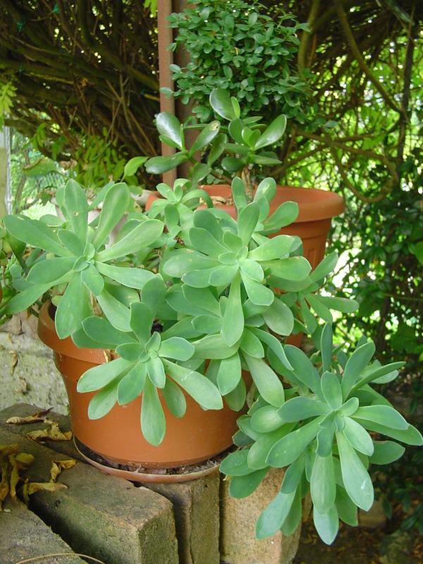sedum palmeri