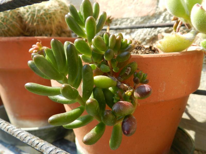 sedum rubrotinctum