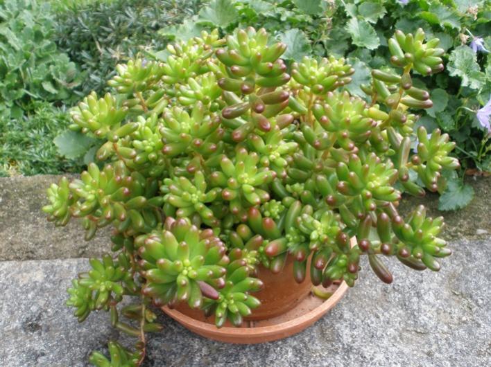 Sedum Rubrotinctum