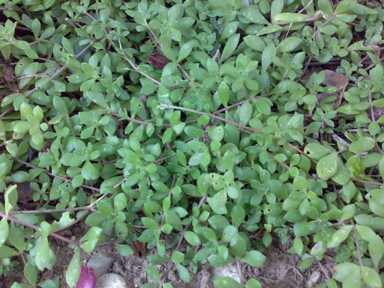 Sedum sarmentosum