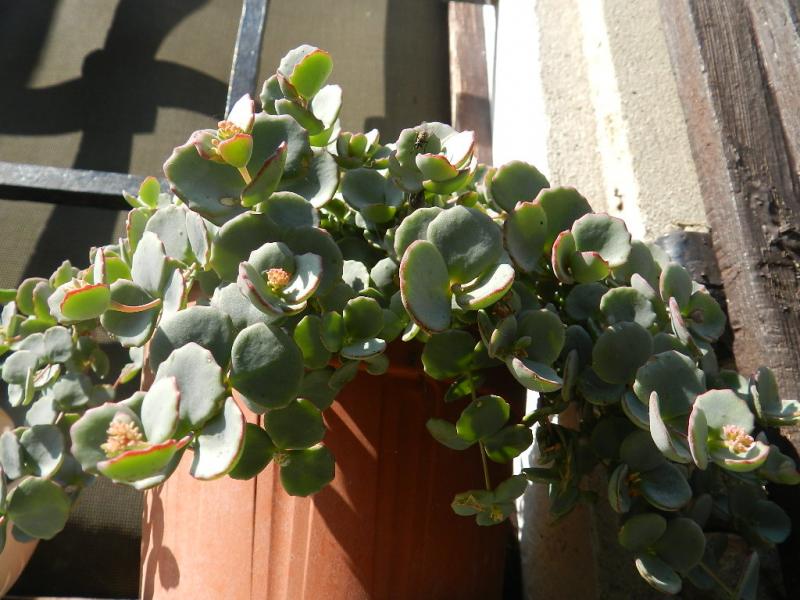 Sedum sieboldii