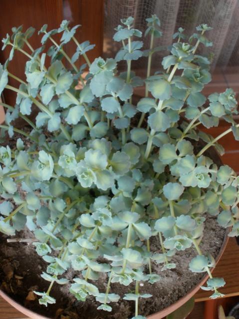 Sedum Sieboldii