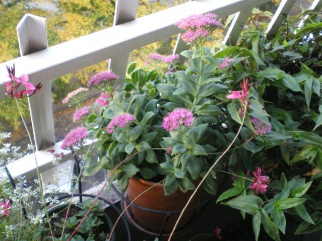 sedum spectabile brilliant