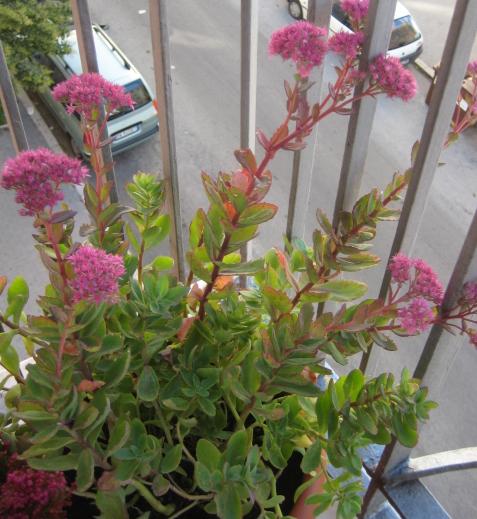 Sedum Spectabile