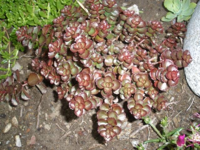 Sedum spurium 1