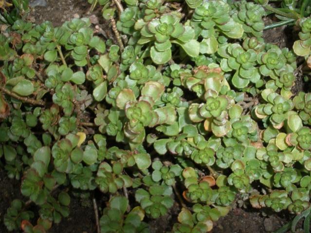 Sedum spurium 2