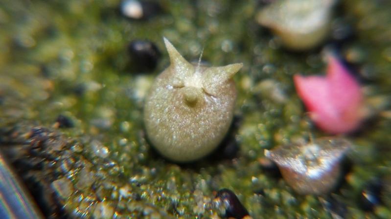 Semina - Cactacea sconosciuta con 3 cotiledoni