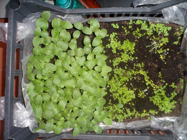 Semina cetriolini e basilico gigante...