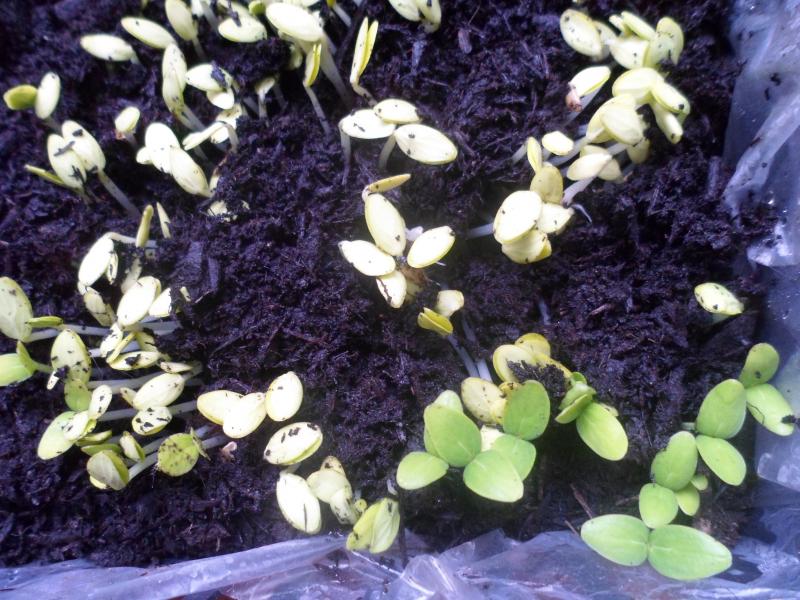 Semina cetriolini