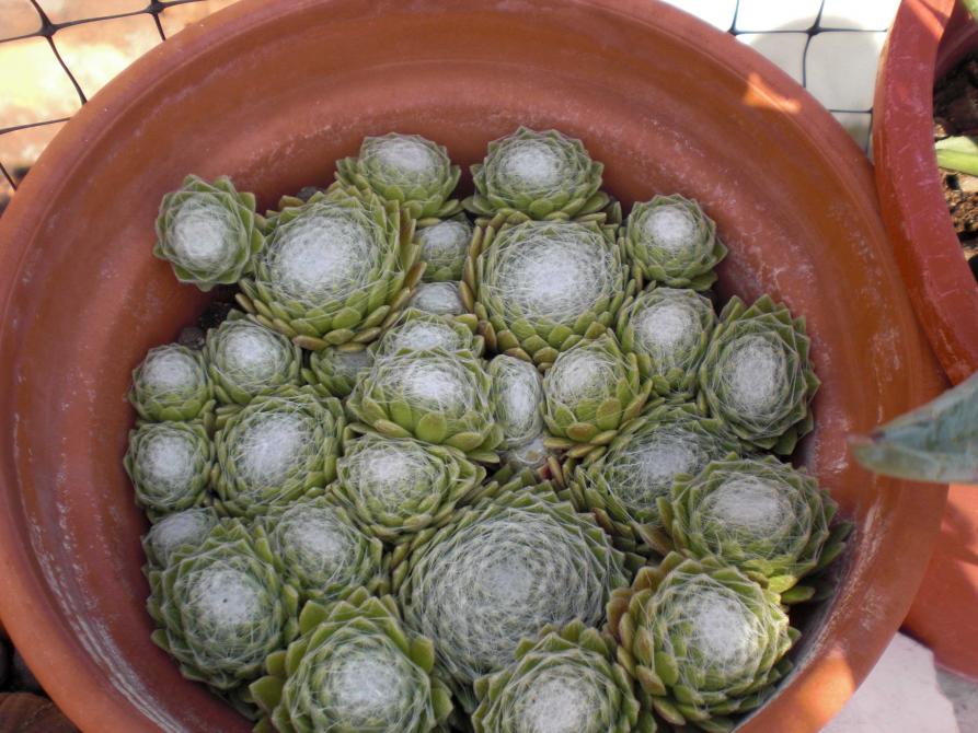 Sempervivum arachnoideum