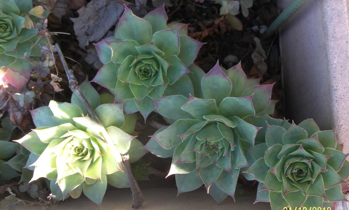 sempervivum c