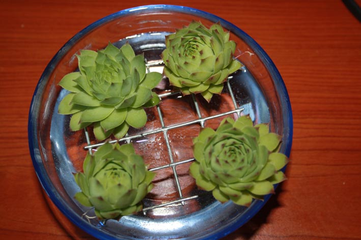 Sempervivum cath