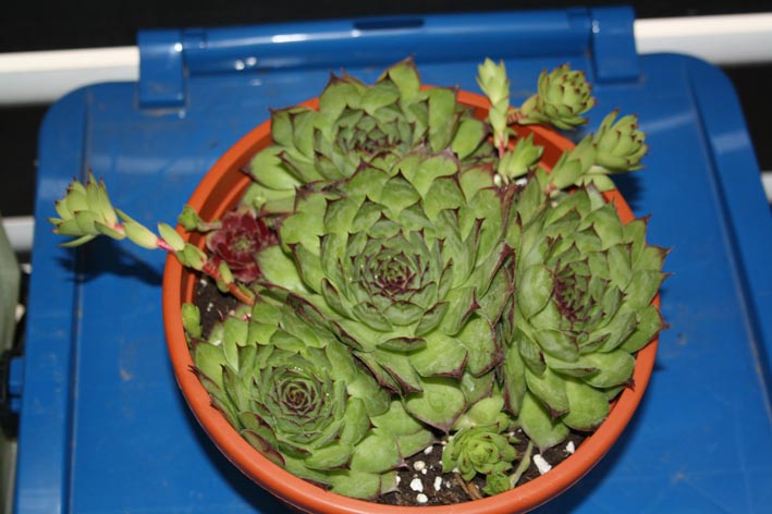 Sempervivum cath