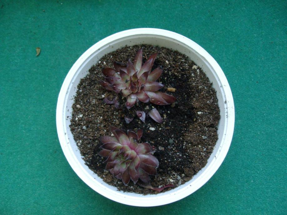 Sempervivum Mix
0207201001