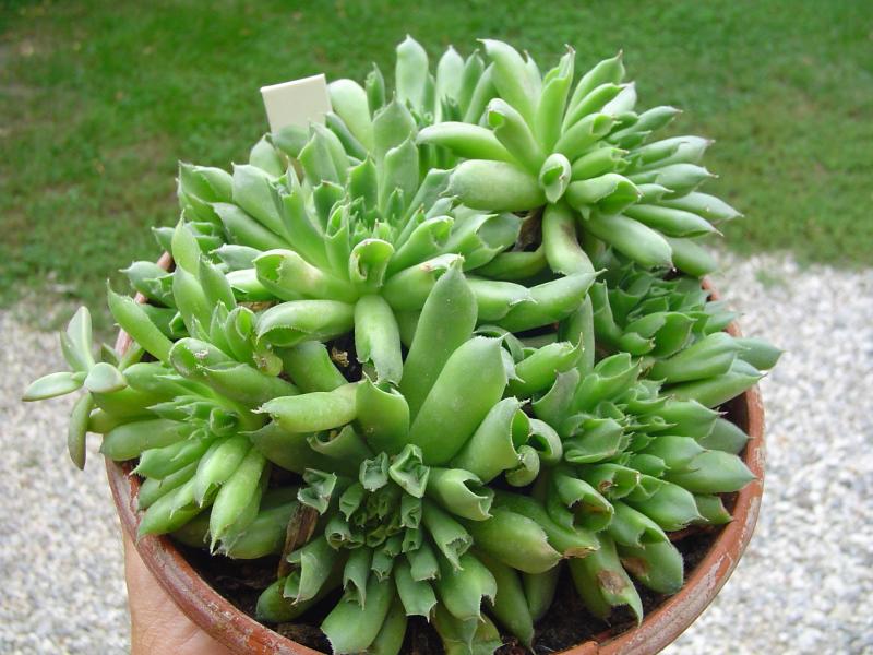sempervivum oddity 2