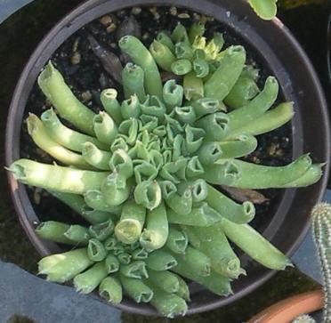 Sempervivum oddity