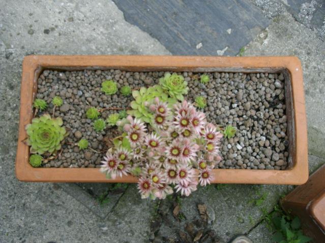 Sempervivum Tectorum
1207200901