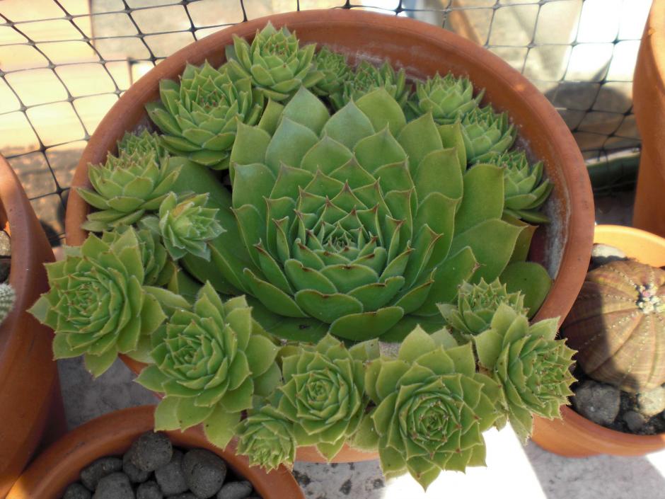 Sempervivum tectorum