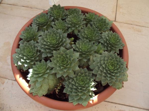 Sempervivum tectorum