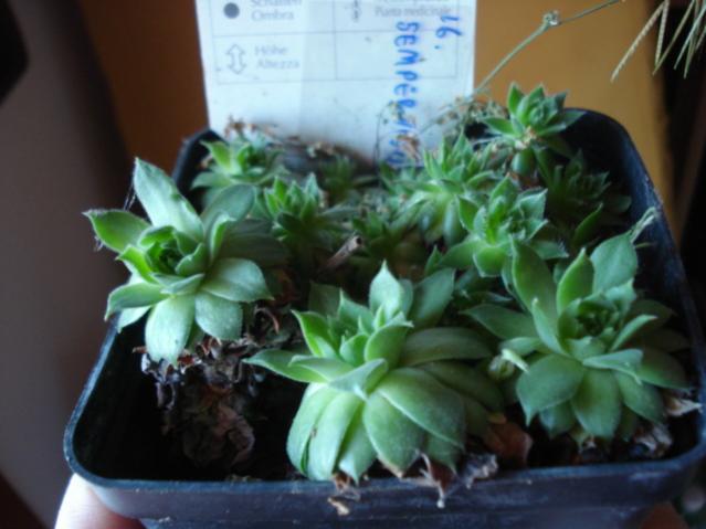 Sempervivum