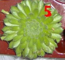 sempervivum5