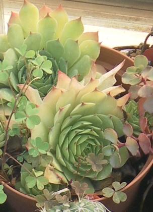 sempervivum9