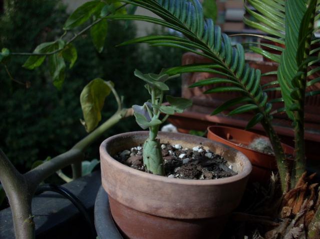 Senecio articulatus