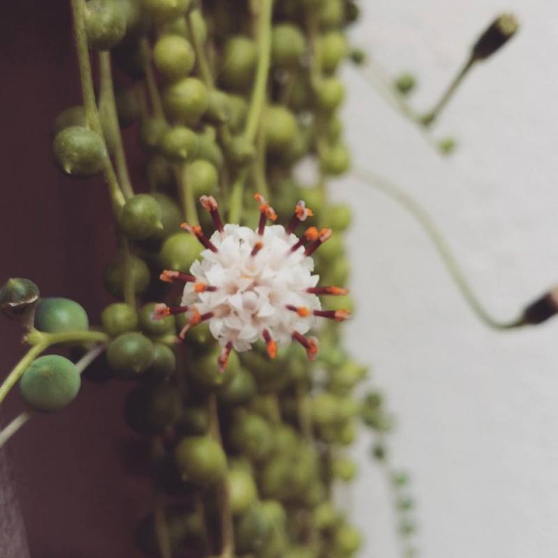 Senecio rowleyanus