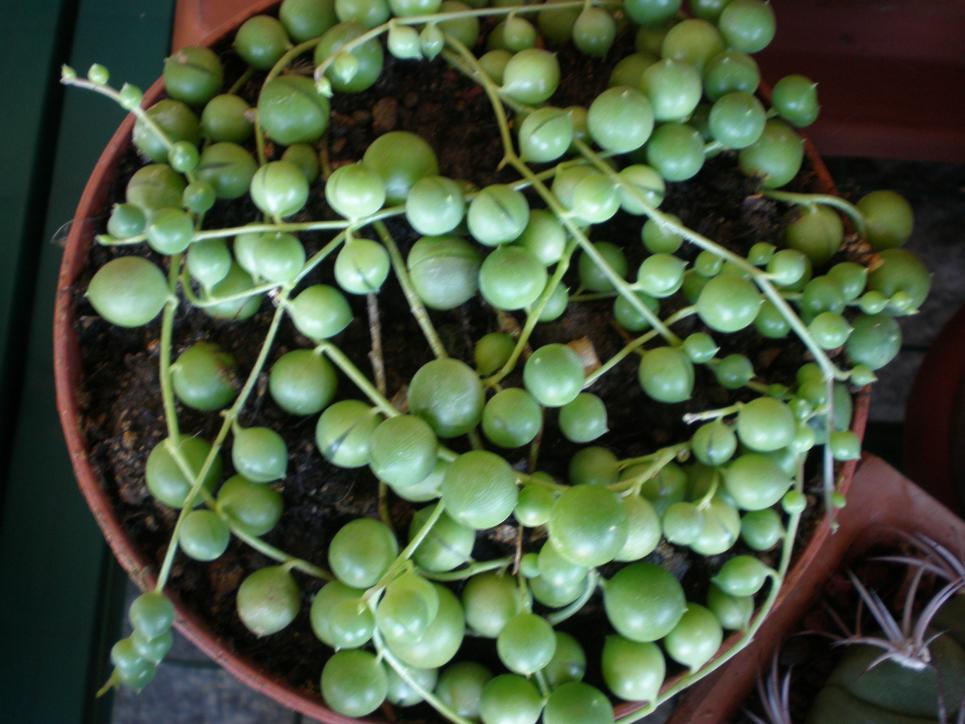 Senecio rowleyanus