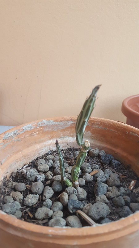 Senecio Stepeliiformis