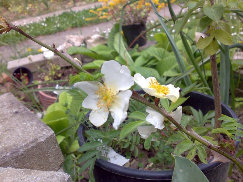 sericea pteracantha