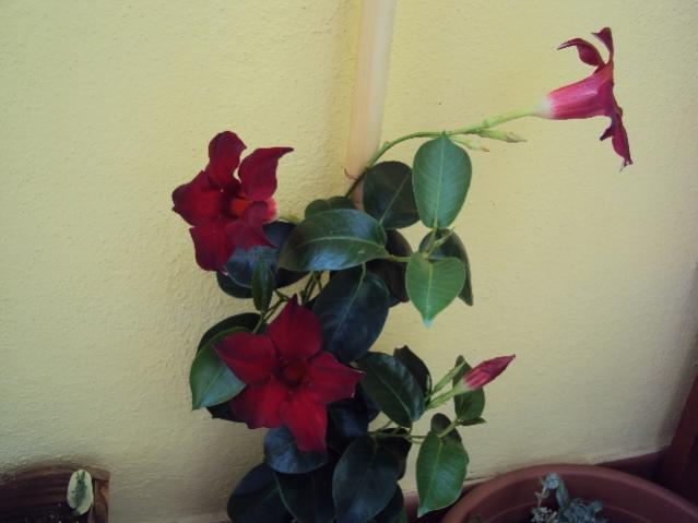 settembre 009