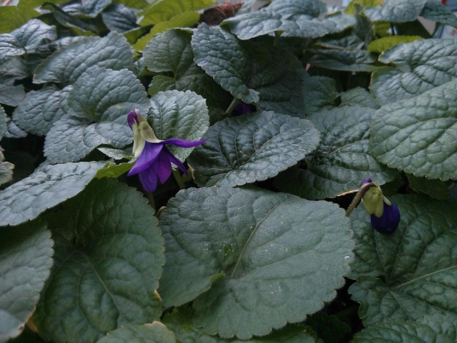 Si affacciano le prime timide violette