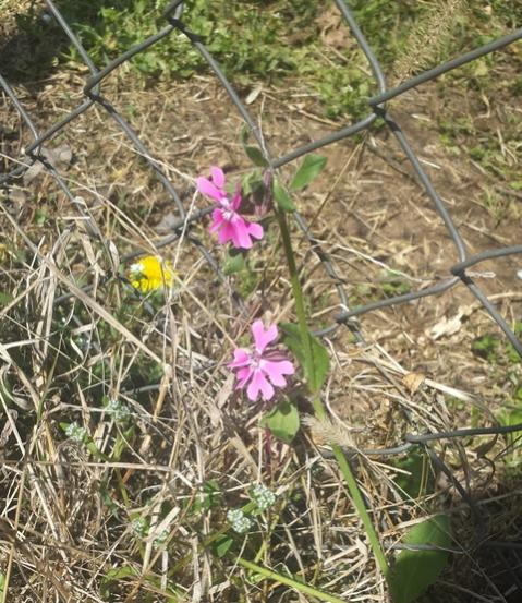 Silene dioica (2)