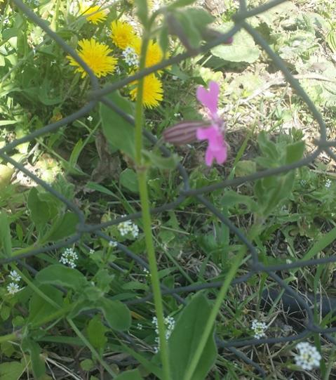 Silene dioica