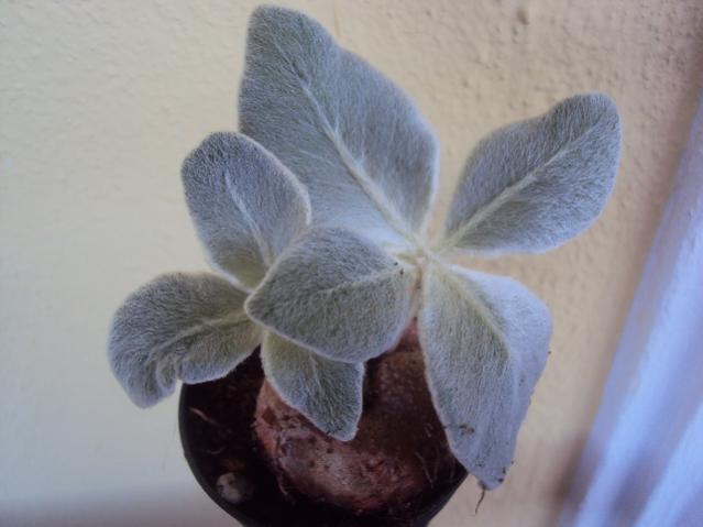 sinningia leucotricha