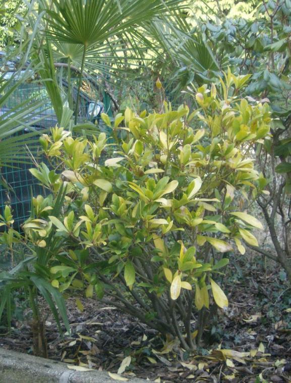 skimmia japonica g