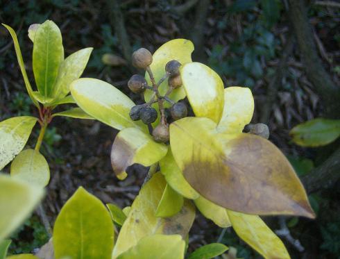 skimmia japonica giardin