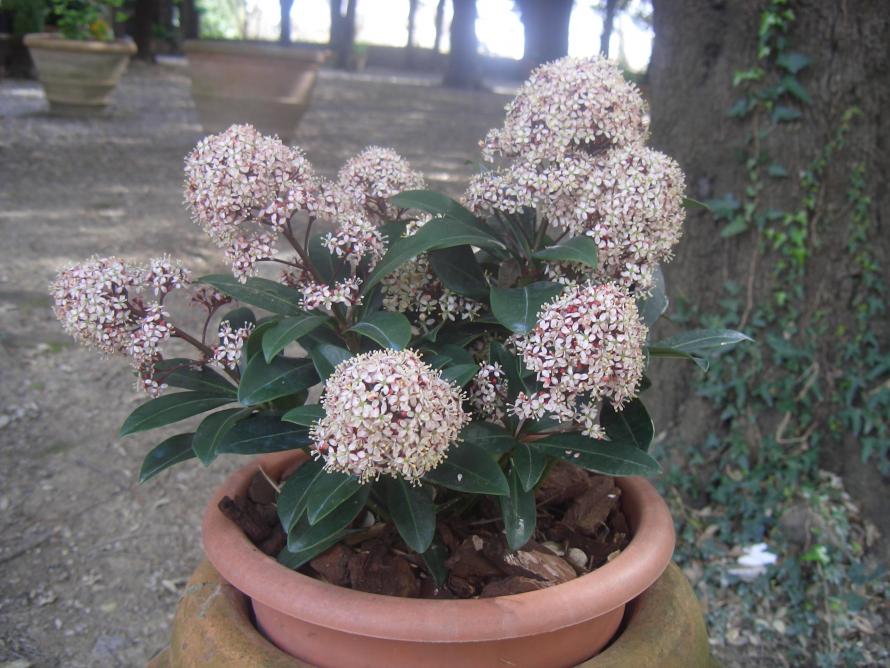 Skimmia Japonica