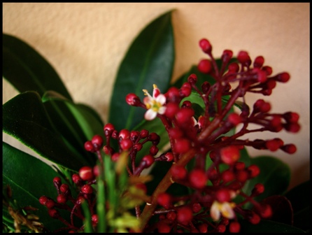 skimmia japonica